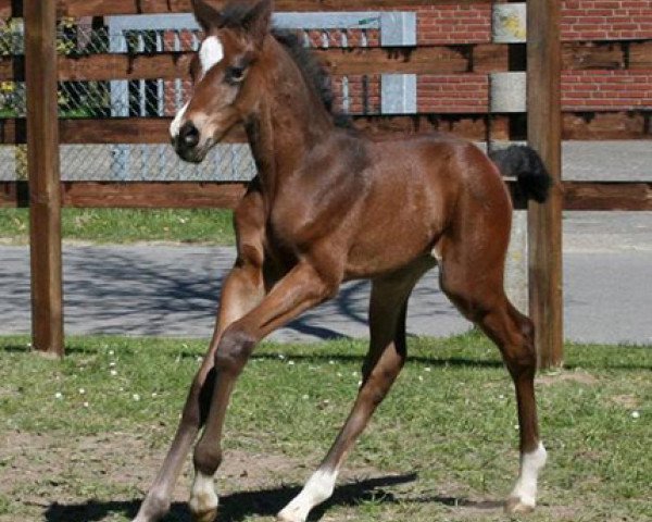 Springpferd Na und (Holsteiner, 2009, von Nekton)