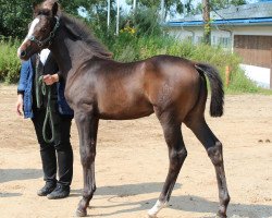 Springpferd Dancing Flow (Holsteiner, 2011, von Quarz Ask)