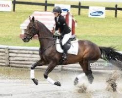 dressage horse Henton Armada (New Zealand Warmblood, 2011, from Anamour)