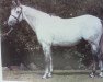 stallion Telereign xx (Thoroughbred, 1976, from Sovereign Edition xx)