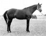 stallion Summertime xx (Thoroughbred, 1946, from Precipitation xx)