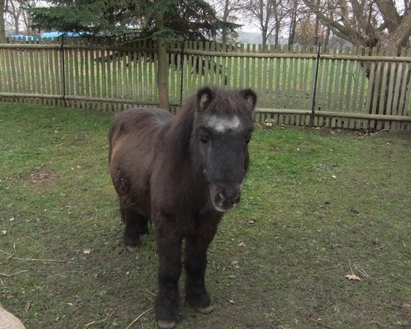 horse Hansi (Shetland Pony, 1989)