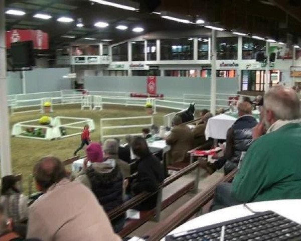 dressage horse Lord Peter 4 (Westphalian, 2010, from L'espoir)