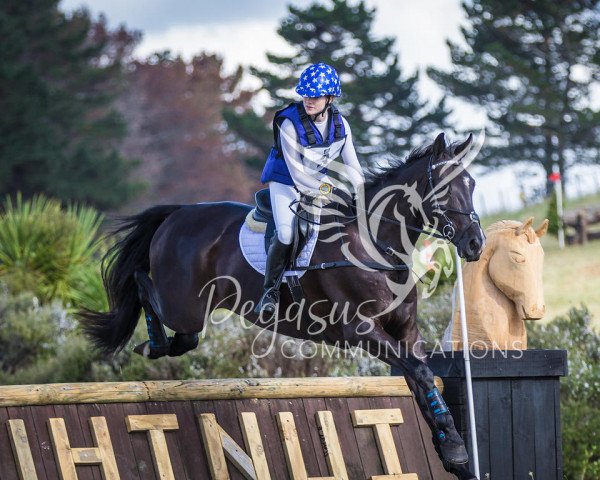 Dressurpferd Henton Armani (Neuseeländisches Warmblut, 2011, von Anamour)