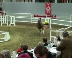 dressage horse Fabulous 10 (Westphalian, 2010, from Fürst Romancier)