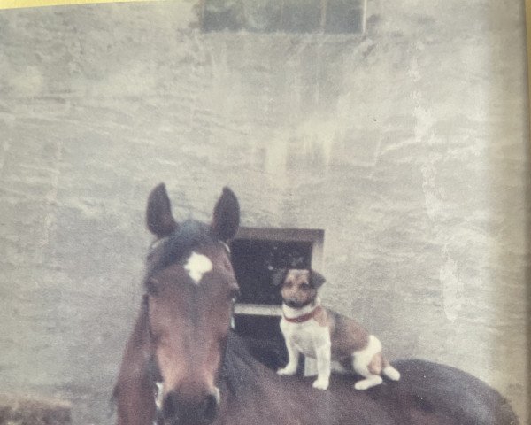 broodmare Ramoni (Westphalian, 1977, from Ramiro Z)