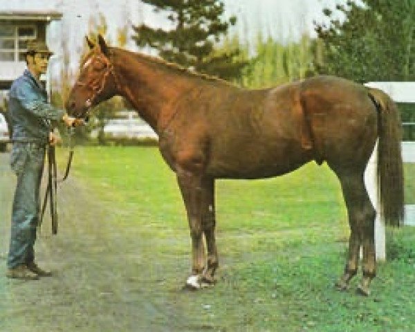 stallion Recalled xx (Thoroughbred, 1967, from Crepello xx)