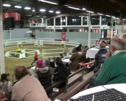 dressage horse Lord Peter 4 (Westphalian, 2010, from L'espoir)