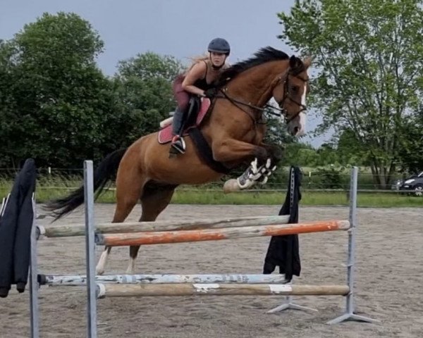 jumper Peggy Piccolina (German Sport Horse, 2016, from Lyjanero)