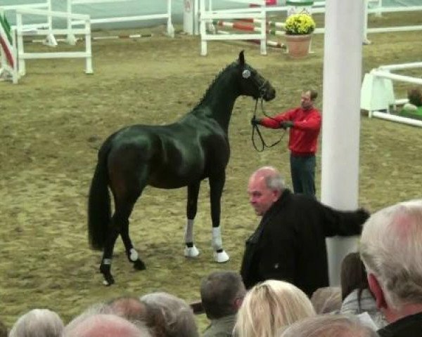 dressage horse Hengst von Fürstenball (Westphalian, 2010, from Fürstenball)