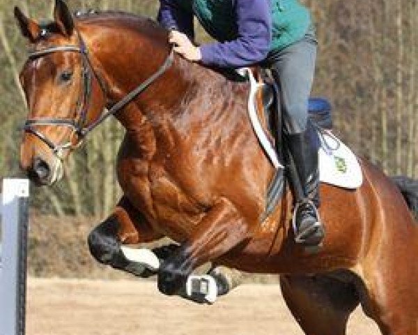 jumper Falco (German Sport Horse, 2008, from Fiepes Winged xx)