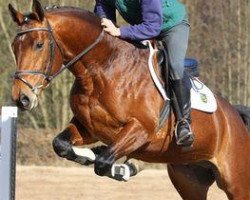 jumper Falco (German Sport Horse, 2008, from Fiepes Winged xx)