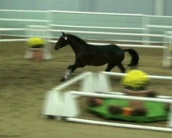 dressage horse Louis d'or SG (Westphalian, 2010, from Lissaro)