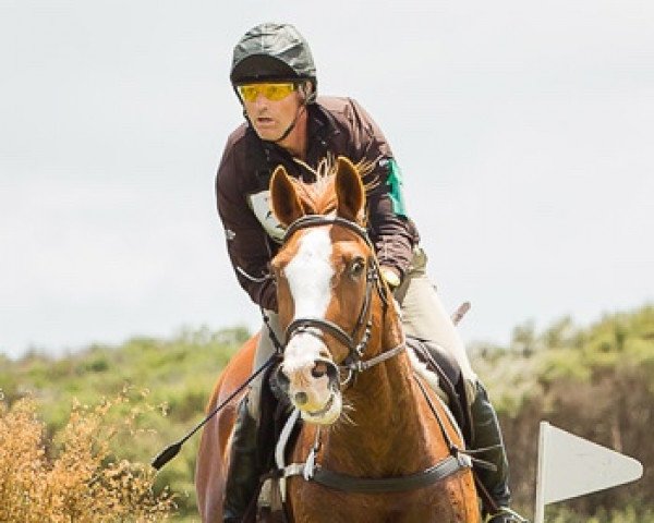 Springpferd Henton Executive (Neuseeländisches Warmblut, 2003, von Escudo I)