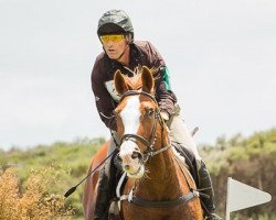 jumper Henton Executive (New Zealand Warmblood, 2003, from Escudo I)