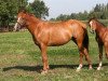 broodmare Faranah d'Argilla (Belgian Warmblood, 2005, from Nagano)