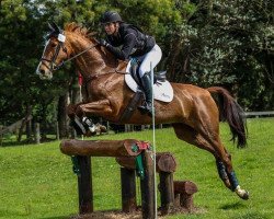 jumper Henton First Lady (New Zealand Warmblood, 2011, from For Edition)