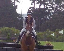 jumper Henton Flamboyant (New Zealand Warmblood, 2013, from For Edition)