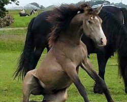 Pferd Mc Calvin Baron (Nederlands Rijpaarden en Pony, 2014, von McJonnas)