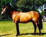 stallion Kimble (Connemara Pony, 1965, from Dun Aengus)