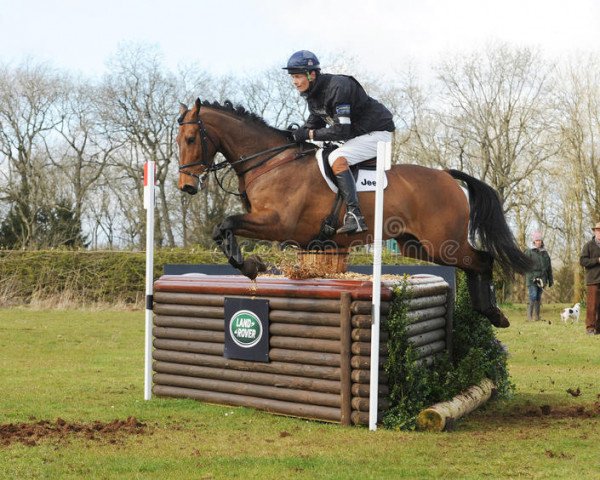 jumper Henton For Fun (New Zealand Warmblood, 2006, from For Edition)