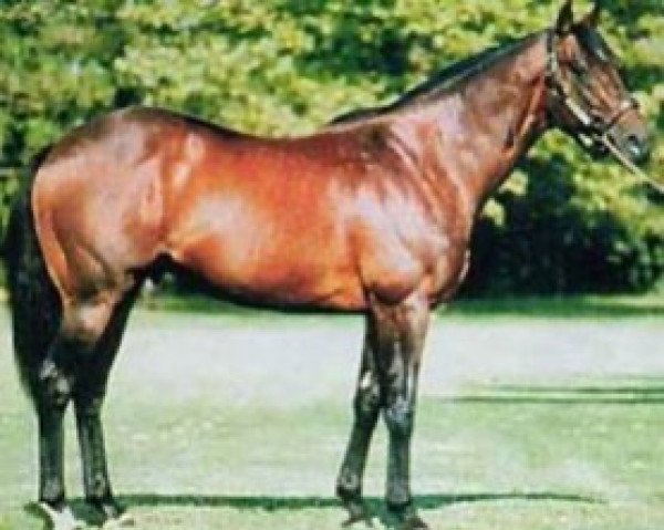 stallion Silky Baby xx (Thoroughbred, 1978, from What A Pleasure xx)