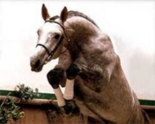 stallion Graf Landau (Hanoverian, 1984, from Genever)