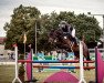 jumper Velvet Brown D (German Sport Horse, 2016, from Vagabond de la Pomme)