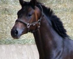 dressage horse Flynt (Hanoverian, 2010, from Fiorano)