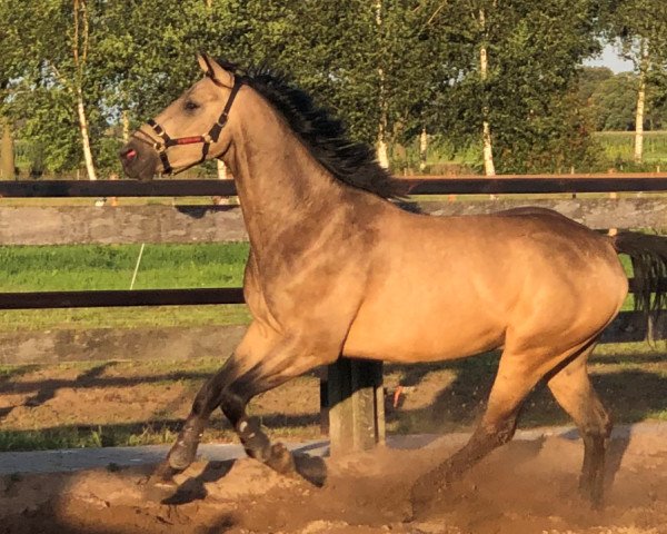 Pferd Mc Misson Geykes (Nederlands Rijpaarden en Pony, 2018, von McJonnas)