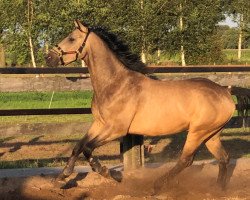 horse Mc Misson Geykes (Nederlands Rijpaarden en Pony, 2018, from McJonnas)