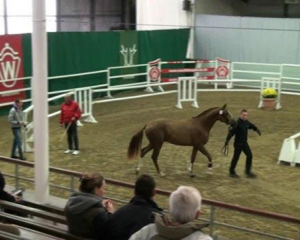 stallion Hengst von Coland (Westphalian, 2010, from Coland)