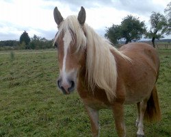 broodmare Stina (Rhinelander, 2004, from Steiner)