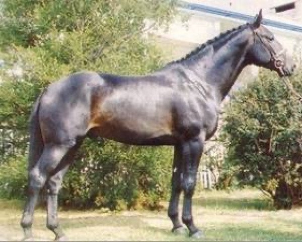stallion Winterkoenig (Hanoverian, 1979, from Woermann)