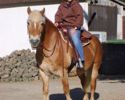 Pferd Sarah (Haflinger, 1988, von Stereo)