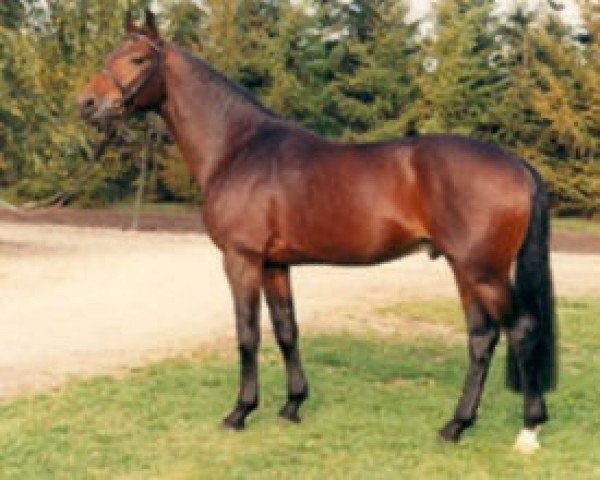 horse Glueckspilz (Hanoverian, 1987, from Gluecksstern)