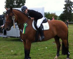 jumper Wolkenklang (Hessian Warmblood, 2004, from Wolkenstein I)