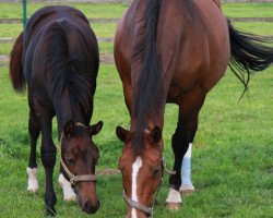 broodmare Partitur (Trakehner, 1998, from Charly Chaplin)