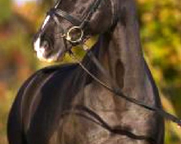 broodmare Safir (Danish Warmblood, 1987, from Diamond)