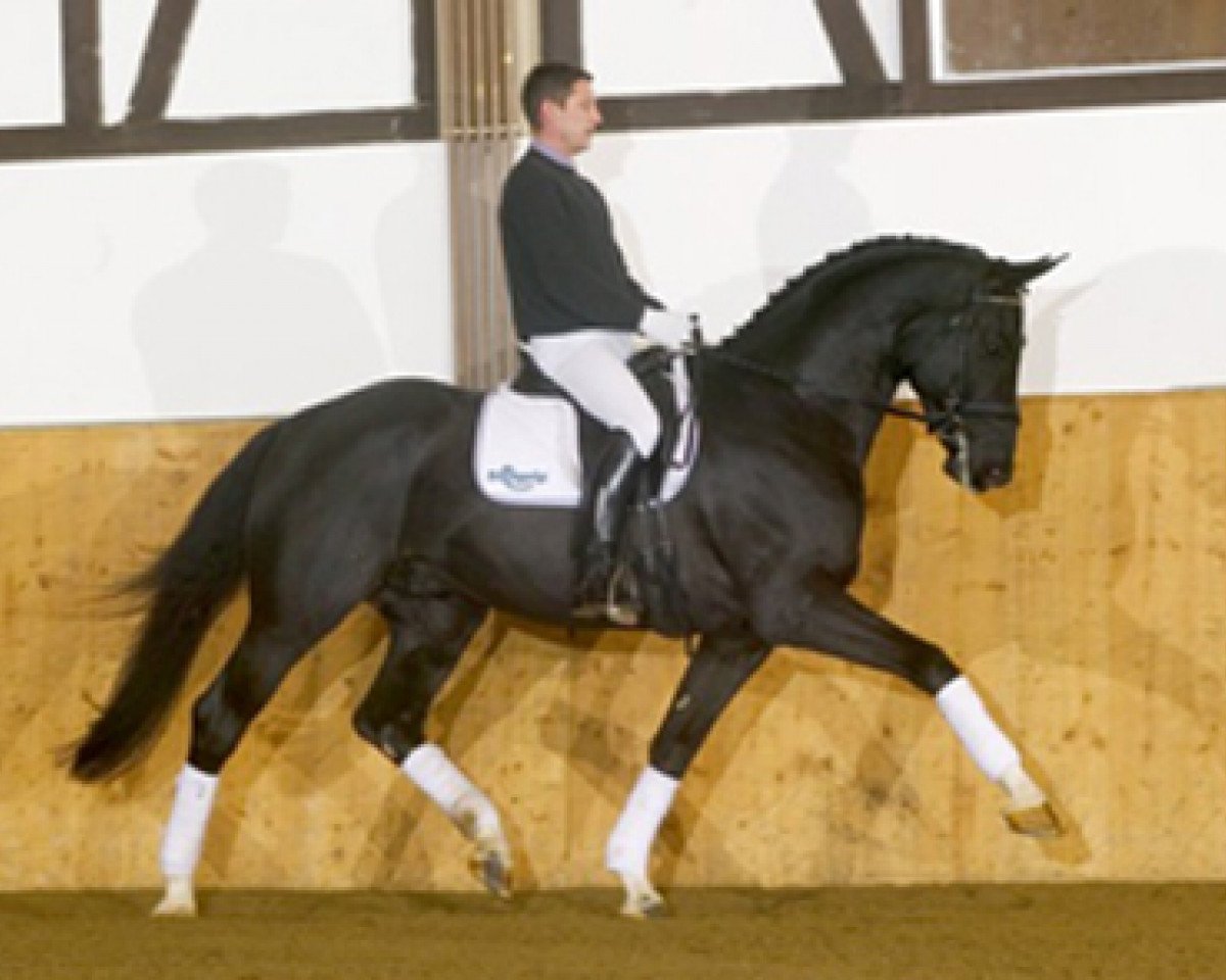 stallion Patriot (American Warmblood, 1998, from Pharao)