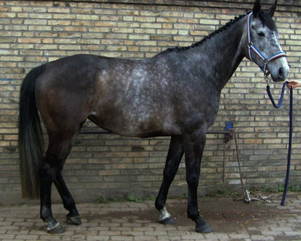 Springpferd Queen Chirac (Holsteiner, 2001, von Chirac)