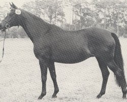 broodmare Tilsit III (Trakehner, 1973, from Herzbube)