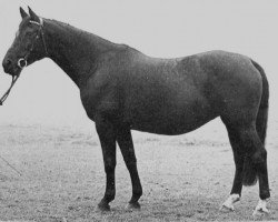 broodmare Arwa (Trakehner, 1959, from Gabriel)