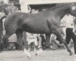 broodmare Arwetta (Trakehner, 1971, from Habicht)