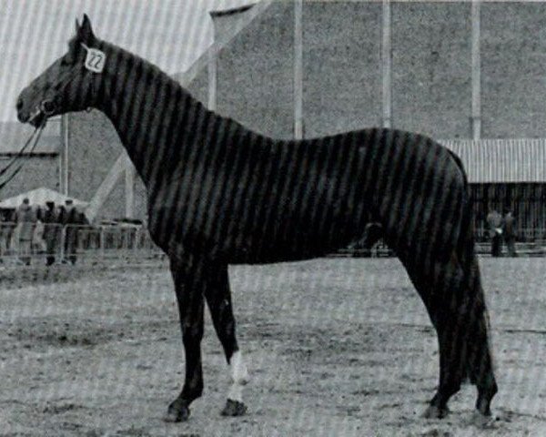 stallion Waldschuetz (Hanoverian, 1969, from Waidmannsdank xx)