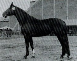 stallion Waldschuetz (Hanoverian, 1969, from Waidmannsdank xx)