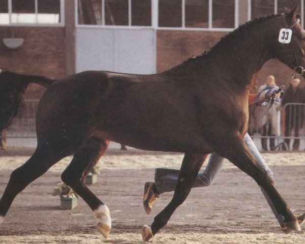 stallion Widukind (Oldenburg, 1975, from Waldschuetz)
