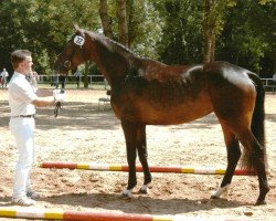 Zuchtstute Maike (Sachsen-Anhaltiner, 2001, von Montezuma)