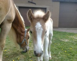 Pferd Aika (Haflinger, 2010, von Astaire)