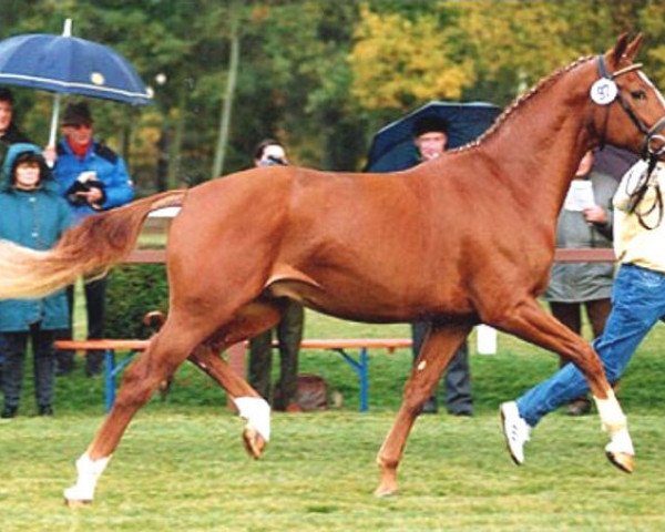 stallion Weltadel I (Hanoverian, 1990, from Weltmeyer)
